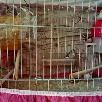 پرنده|پرنده|خمینی‌شهر, |دیوار