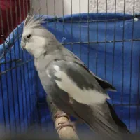 یه جفت عروس هلندی|پرنده|تهران, بروجردی|دیوار