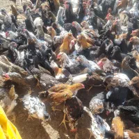 جوجه مرغ وخروس اصل گلین