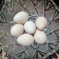 تخم بوقلمون بربون