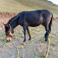 قاطر مایه ۲ساله