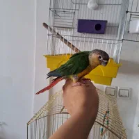 جوجه گرینچیک|پرنده|قدس, شهرقدس|دیوار