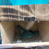 راهب و گرینچیک مولد سر تخم