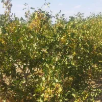 فروش زمین ۱ هکتار  فقط حبه ای 1500|فروش زمین و ملک کلنگی|مروست, |دیوار