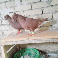 جفت دم سفیدسرخ|پرنده|رامشیر, |دیوار