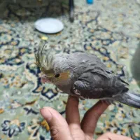 جوجه عروس هلندی