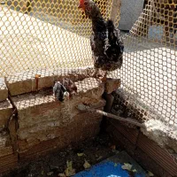 مرغ گلین ریشو