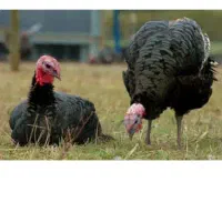 تخم بوقلمون نطفه دار