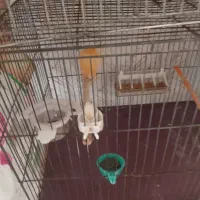 قناری ۱۱ عدد|پرنده|اردبیل, |دیوار