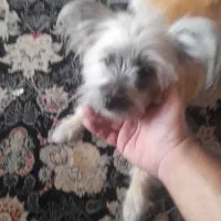 نژاد تریر|سگ|تهران, سلسبیل جنوبی|دیوار