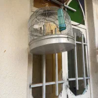 پرنده کبوتر و قفسی|پرنده|شیراز, انجیر|دیوار