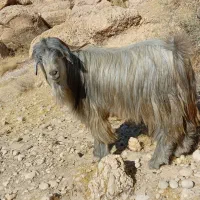 پازن داشتی|حیوانات مزرعه|دهدشت, |دیوار