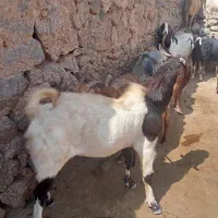 22ملیون