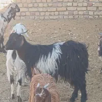 تعدادی بز و بزغاله نر و ماده|حیوانات مزرعه|جعفرآباد, |دیوار