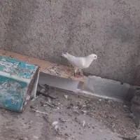 کفتر بومب فوری|پرنده|گلبهار, شهر جدید گلبهار|دیوار