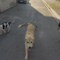 سگ سرابی ماده. به فروش می رسد فروش فوری همین امرو|سگ|شازند, |دیوار