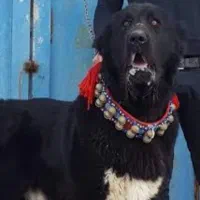 واگذاری نر۷ماهه قدریجونی|سگ|ری, علایین|دیوار