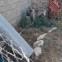 دوعدد سگ گله بشرط|سگ|قزوین, |دیوار