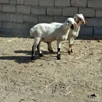 ۲عددبره نره