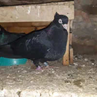 کفتر چند جفت