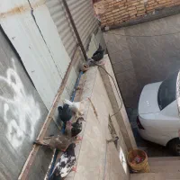 کفتر|پرنده|مشهد, شهرک شهید باهنر|دیوار