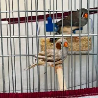 جفت فنچ نر و ماده