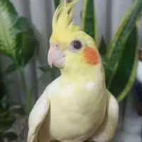 عروس هلندی دستی لوتینو