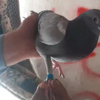 کفترپلاکی ودورگ