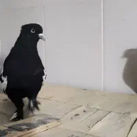 کبوتر|پرنده|مرودشت, شهرک مهدیه|دیوار