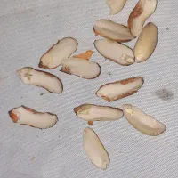 بادام زمینی|خوردنی و آشامیدنی|پاکدشت, شهرک امام رضا|دیوار