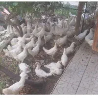 مرغ سیمرغی|پرنده|یزد, |دیوار