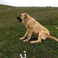 طوله سرابی|سگ|گرمی, |دیوار