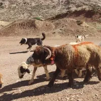 قوچ بختیاری سالار
