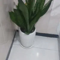 گل طبیعی|گل و گیاه طبیعی|کرمانشاه, |دیوار