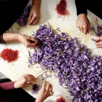 دستگاه تمام‌اتوماتیک جداسازی گل زعفران در ایران|ماشین‌آلات صنعتی|تربت‌حیدریه, اندیشه|دیوار