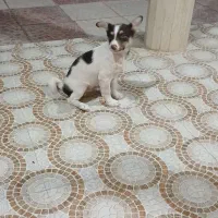 پاکوتاه