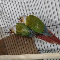 جفت گرینچیک آناناسی رد مولد|پرنده|اهواز, کمپلو جنوبی|دیوار