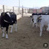 مکان مناسب برای انباریادامداری