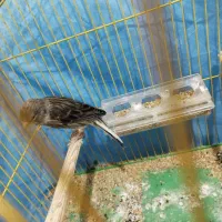 قناری ماده|پرنده|هشتگرد, شهرک راه آهن|دیوار