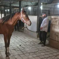 حراج اسب کورسی و کره یکسرپرشی|اسب و تجهیزات اسب‌سواری|سلفچگان, |دیوار