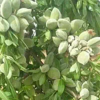 تولید نهال دیمی بادام رقم تونو