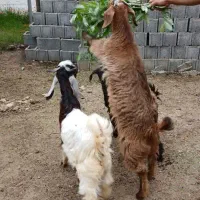 بز نر و ماده