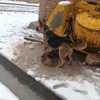 سگ ژرمن