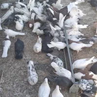 فروش یجایی ب تعداد 102عدد