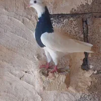 کبوتر طوقی، جوان سه پری|پرنده|اهواز, کوی فرهنگیان ۲|دیوار