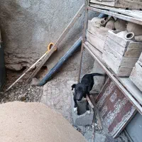 سگ پاکوتاه|سگ|صحنه, |دیوار