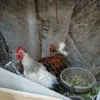 فقط خروس ها