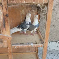 کبوتر|پرنده|ری, شهرک نظامی|دیوار