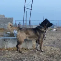 تایماز ۲۵ ماهه نیست در جهان