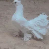 کبوتر ماده وکبوتر نر دم چطری واصفهانی وزردکله ماسی